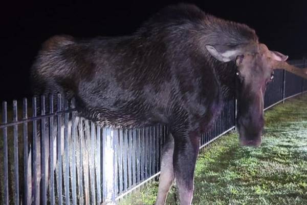 Connecticut firefighter helps rescue moose stuck in fence