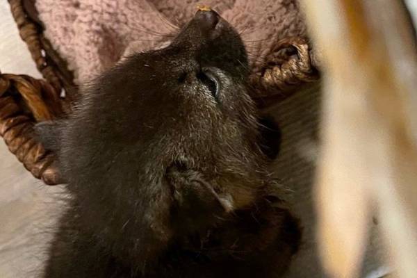 Kit for cat? California woman mistakes young fox for kitten