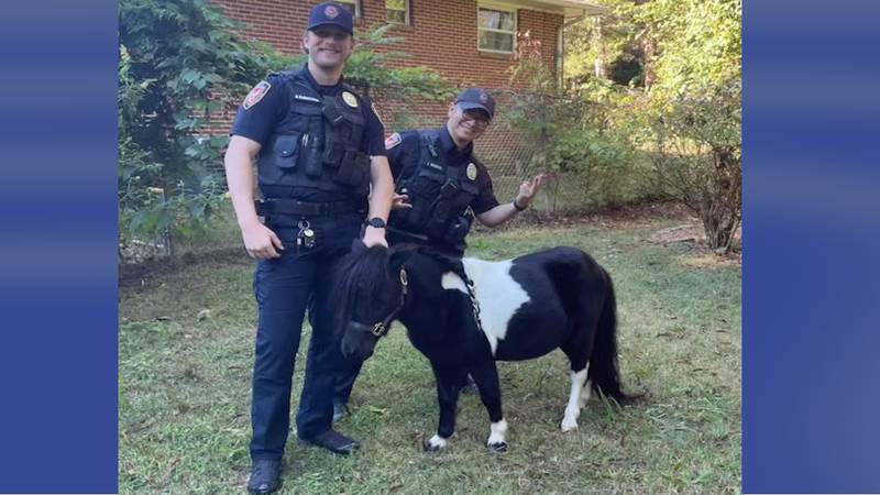 The horse was seen strolling around a neighborhood in northern Durham on Sunday morning.