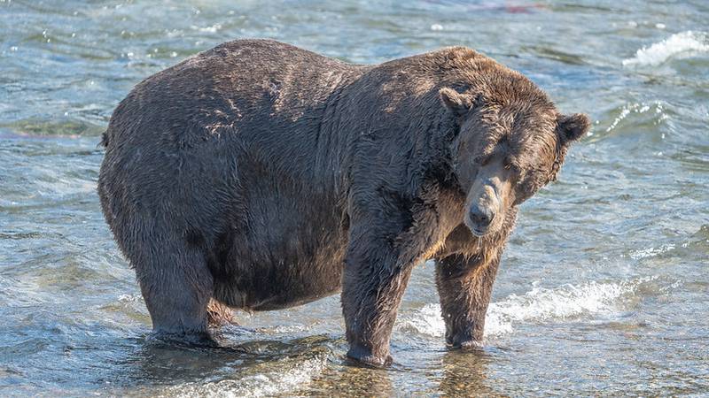 Fat bear week