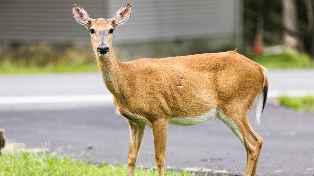Deer caught dashing through Sam’s Club