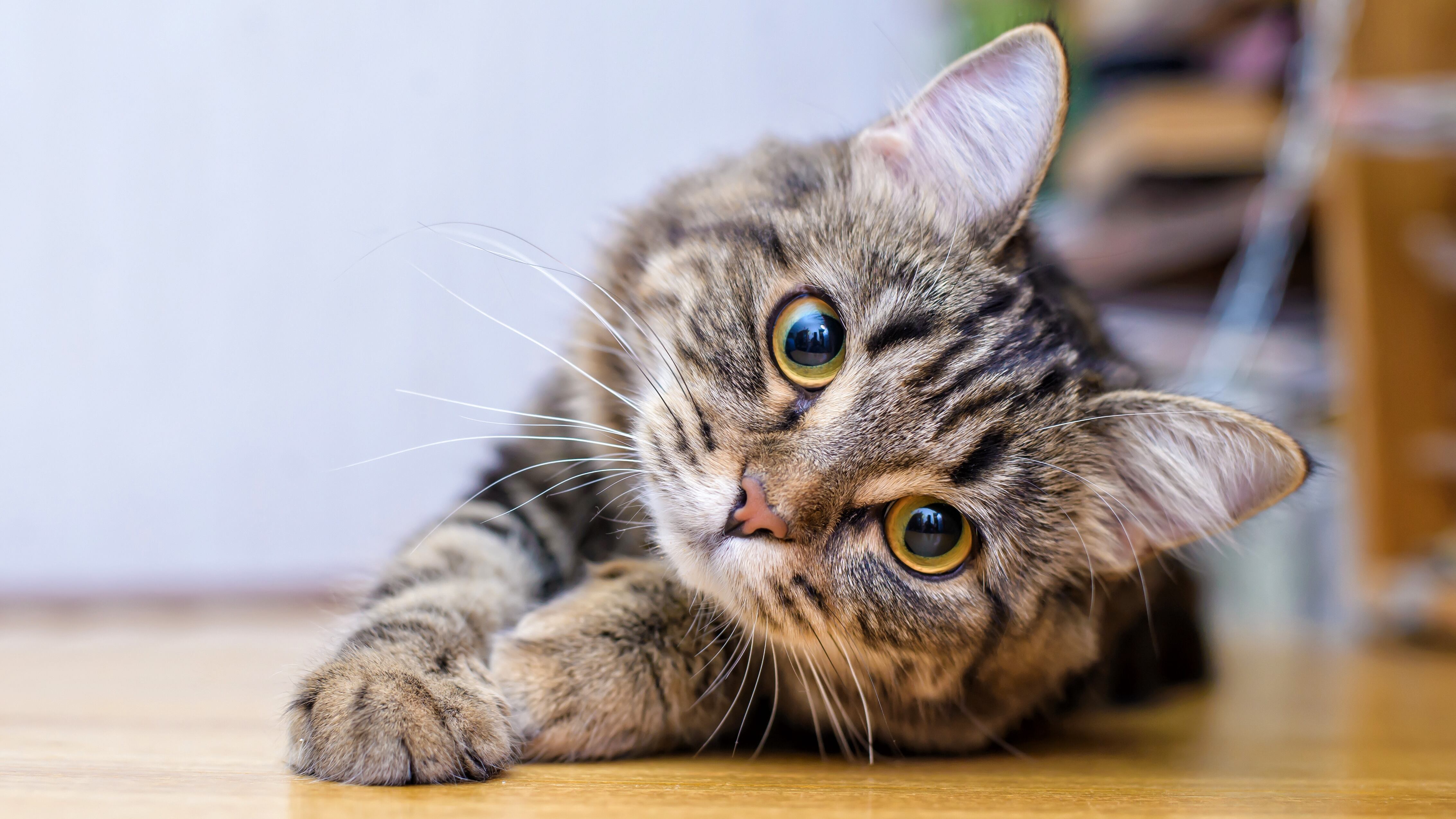 Last week, Vermont State University announced an honorary degree for a furry friend.