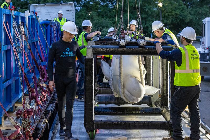 Whale transfer