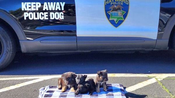 Multiple puppies were found abandoned outside a grocery store in Hayward. California, police say.