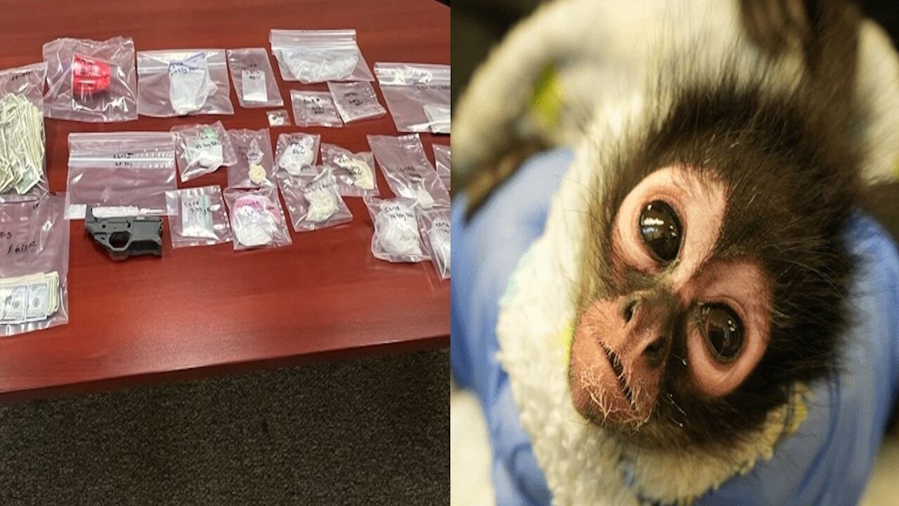 Spider monkeys are illegal to own in California.