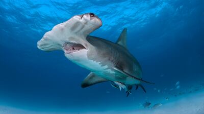 Stock photo of a hammerhead shark. Two anglers could have earned a spot in the South Carolina record books with their recent catch: a 13 1/2-foot hammerhead shark. Instead, they decided to release the creature, which likely weighed 1,000-plus pounds, Outcast Sportfishing Capt. Chip Michalove told USA Today.
